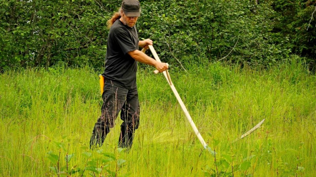 man cutting long grass with scythe
