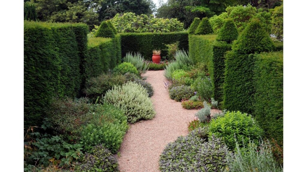 herbs growing in a courtyard