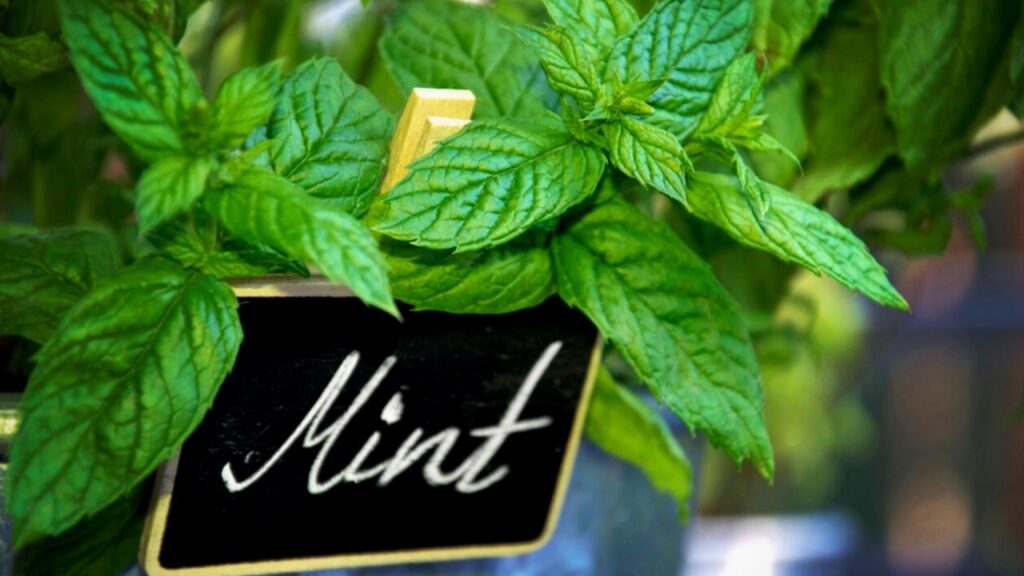 close up of mint plant with mint sign