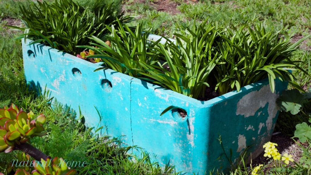 herb garden container ideas