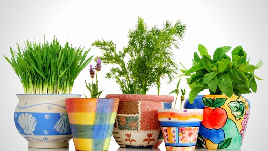 colourful pots of herbs