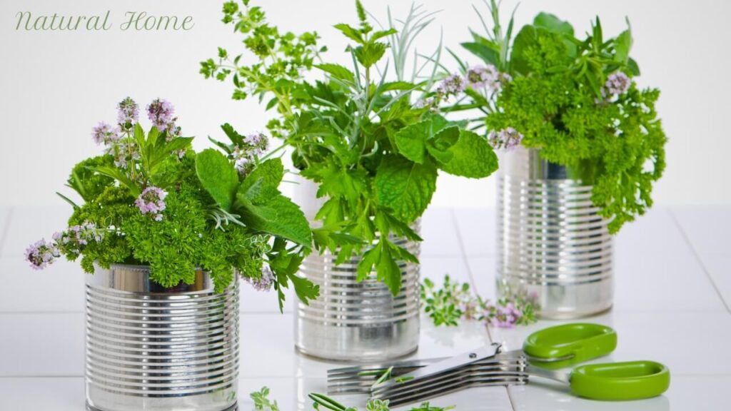 herb garden planter ideas