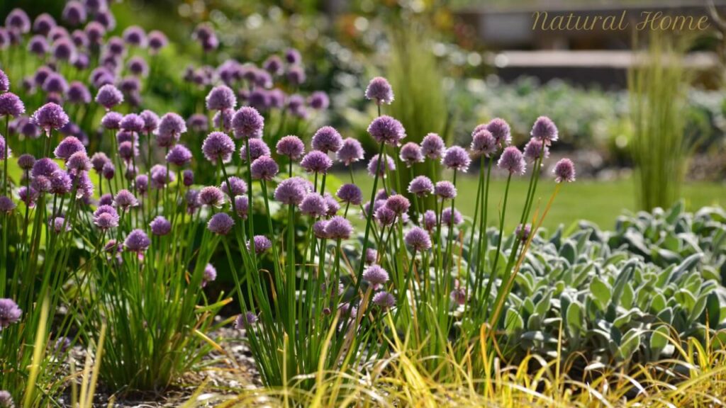 outdoor herb garden ideas