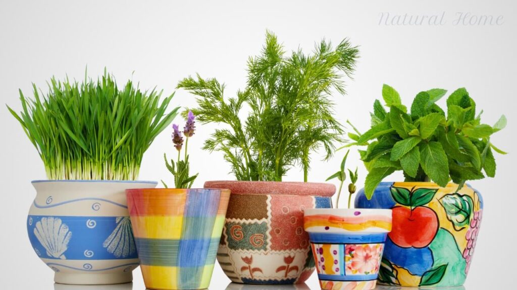 herb pot planting ideas