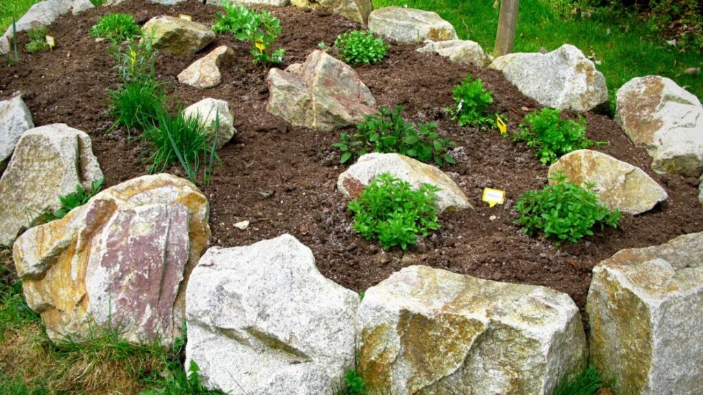 herbs growing in a rockery garden