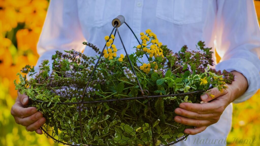 herb garden benefits