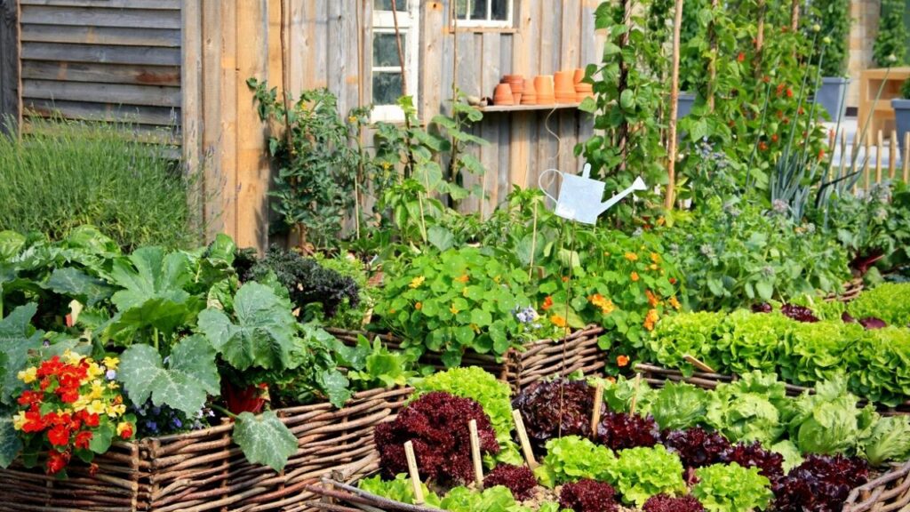 herbs growing in baskets