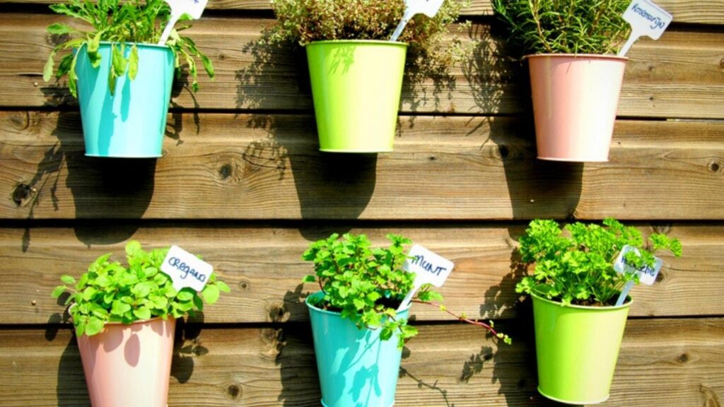 6 coloured pots of herbs on wooden fence