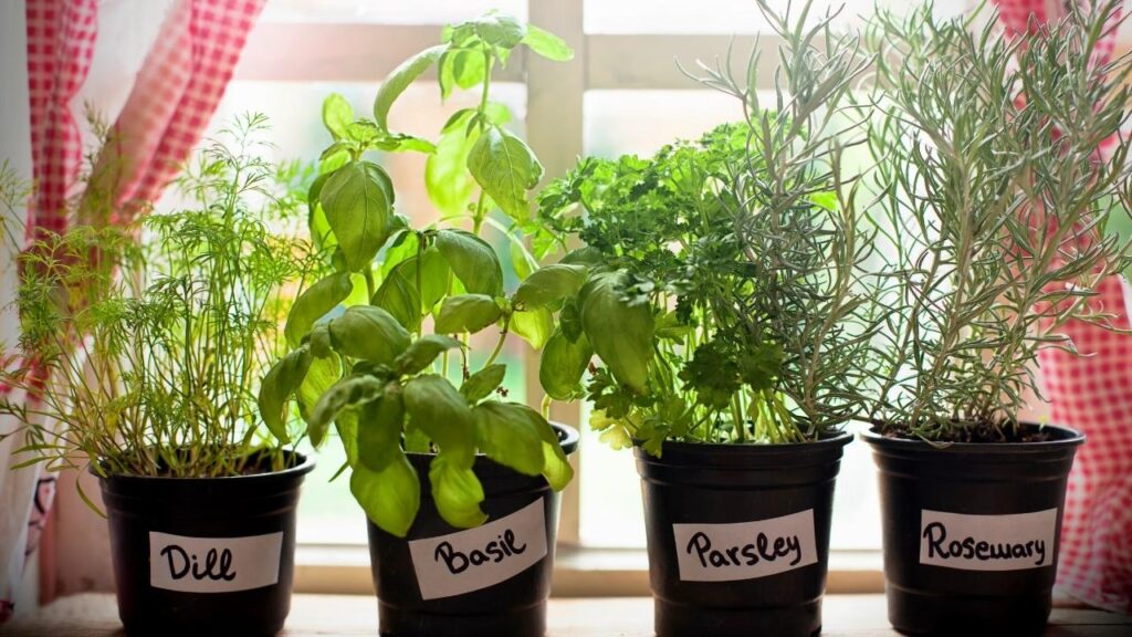 herbs growing in labelled pots in windowsill