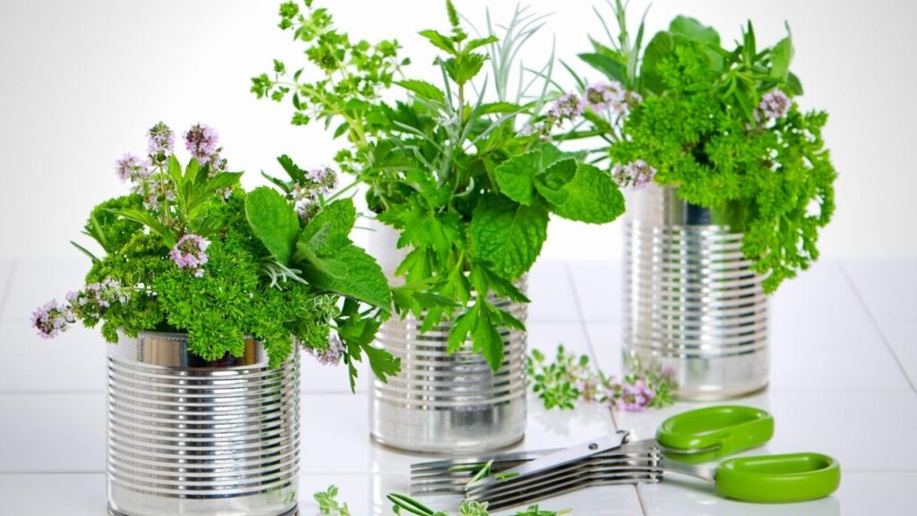 herbs growing in upcycled tin cans