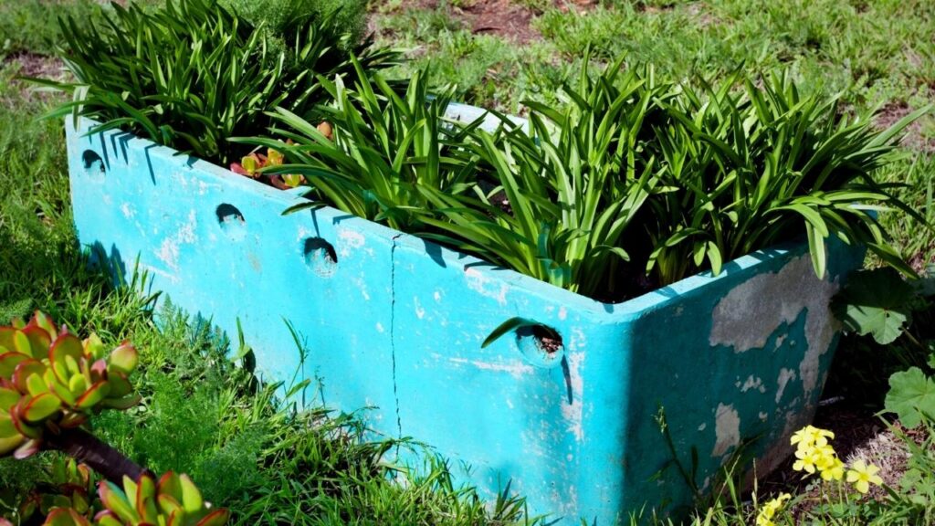 herbs growing in blue rustic container