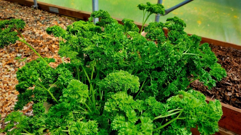 parsley growing in polytunnel