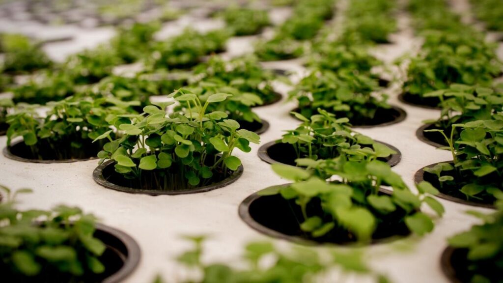 herbs growing by hydroponics