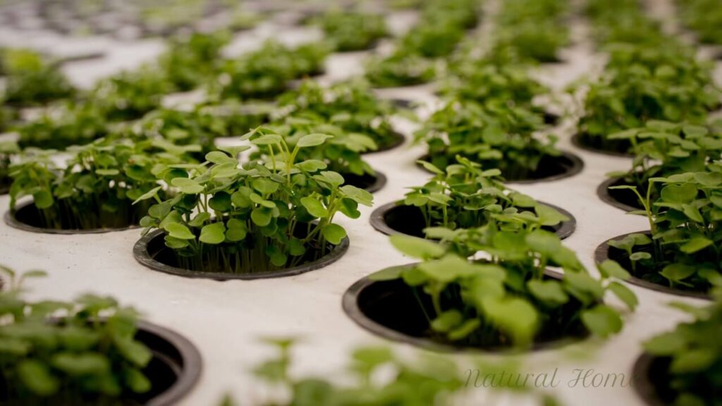 hydroponics herb planting ideas
