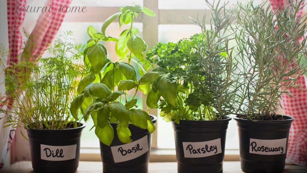 indoor herb garden uk