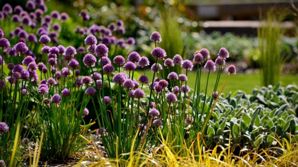 chives growing in garden