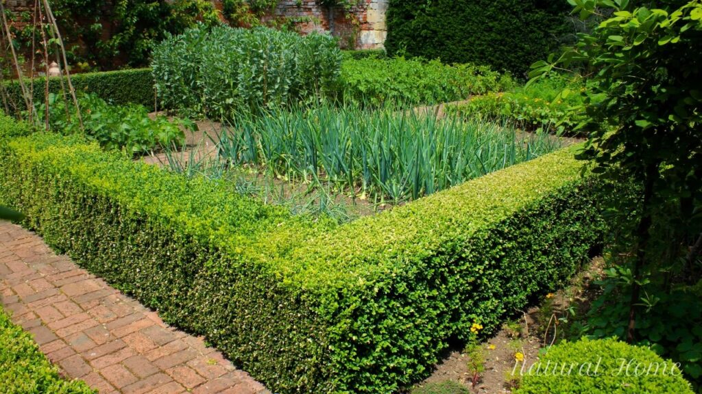 herb garden ideas outdoor