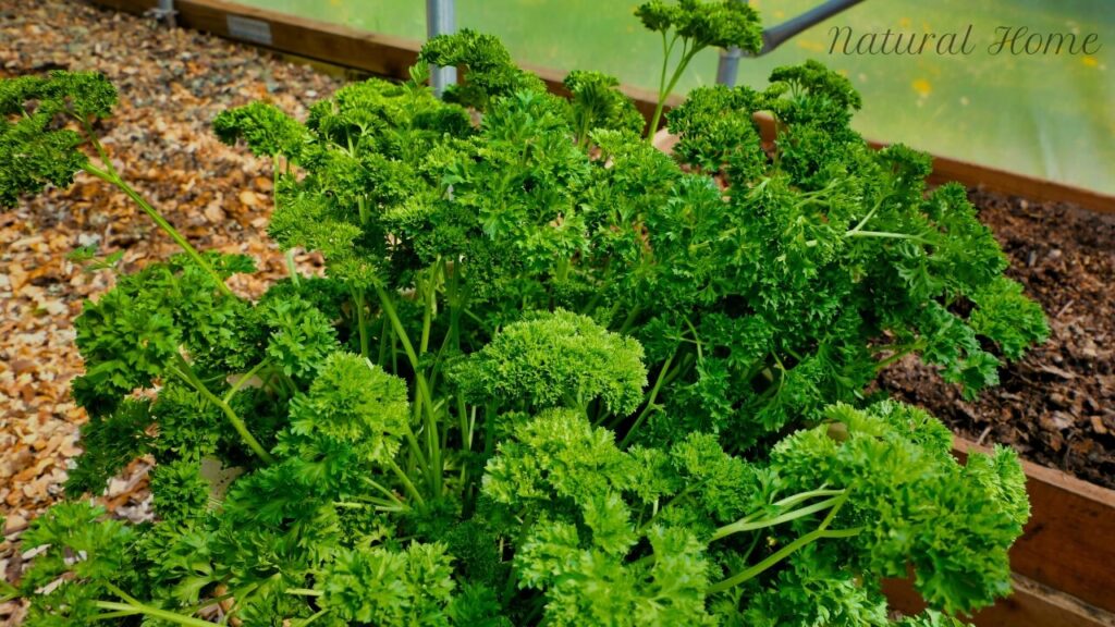 herb garden polytunnel ideas