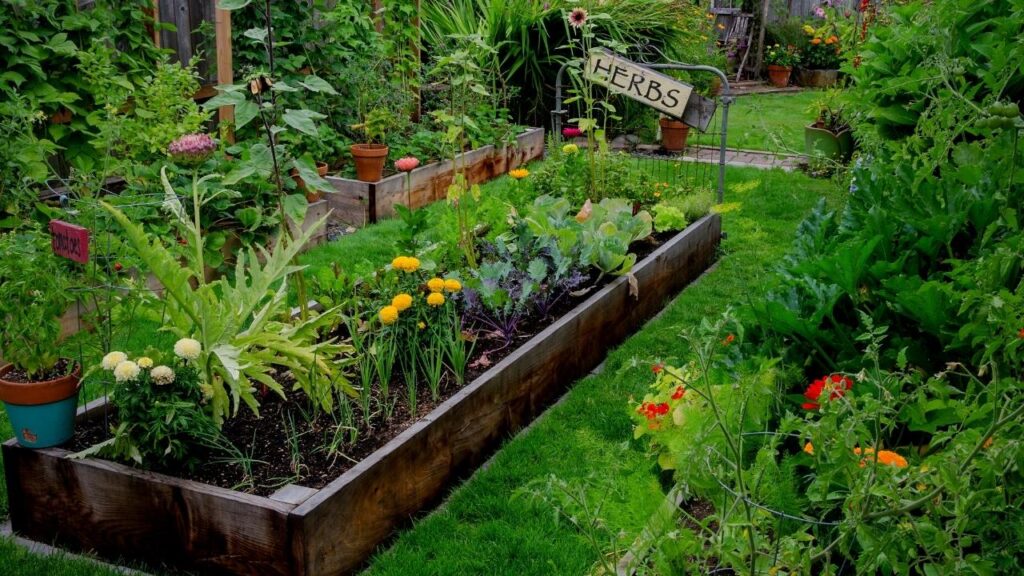 herbs growing in a raised wooden bed