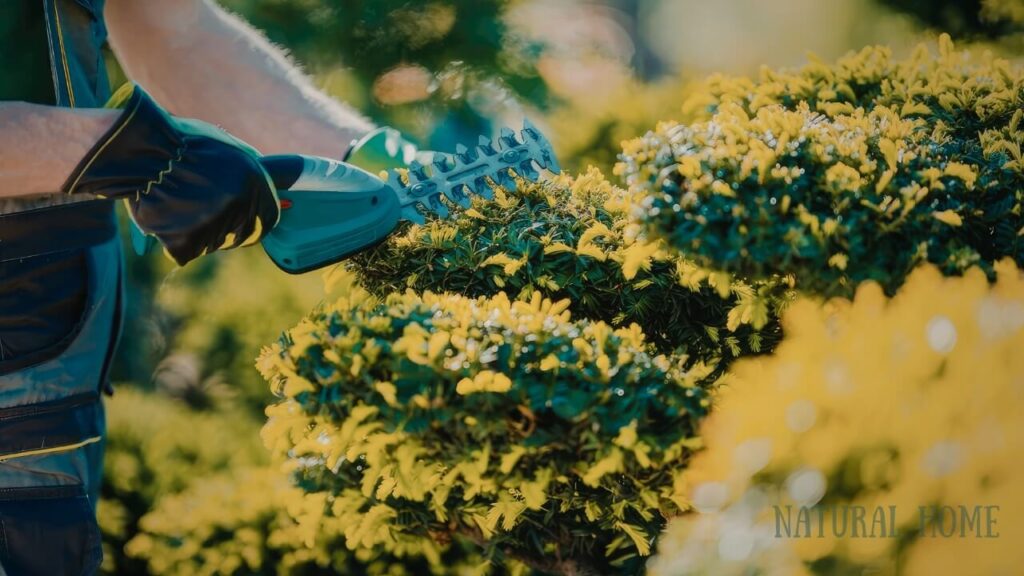 best value cordless hedge trimmer