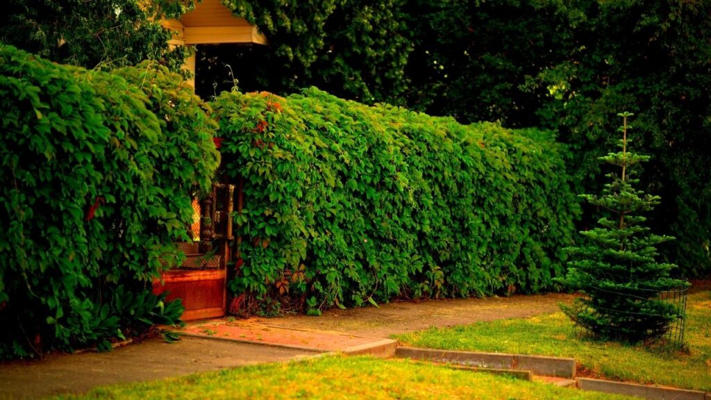 tidy wildlife hedge