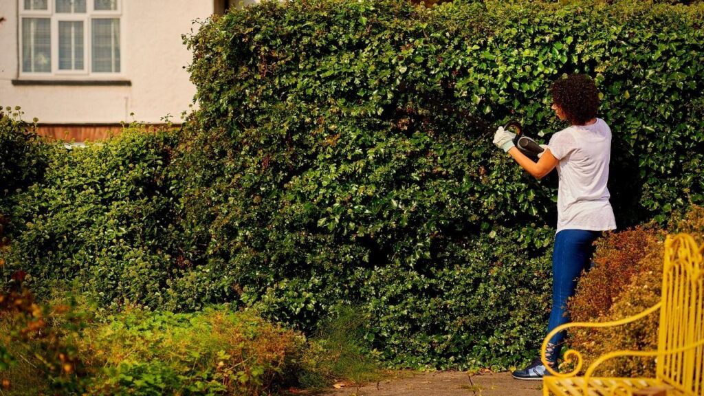 woman trimming large hedge