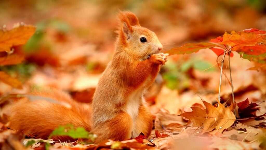 squirrel sitting up among the leaves