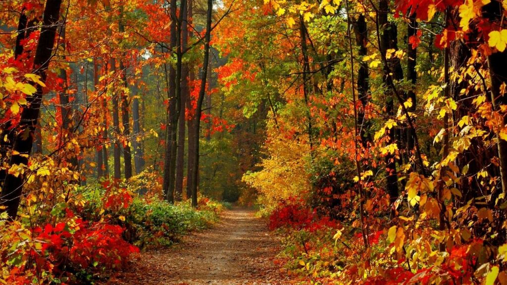 path through autumn forest