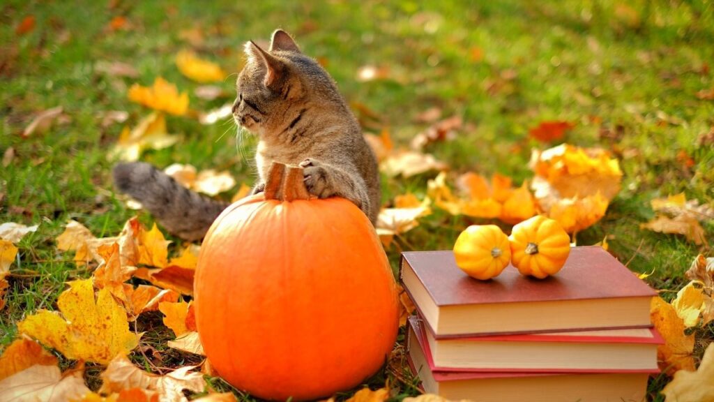 cat and pumpkin beside pile of books