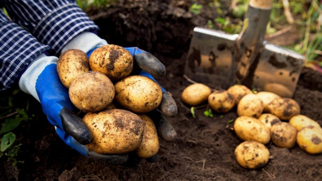 a handful of newly dug potatoes