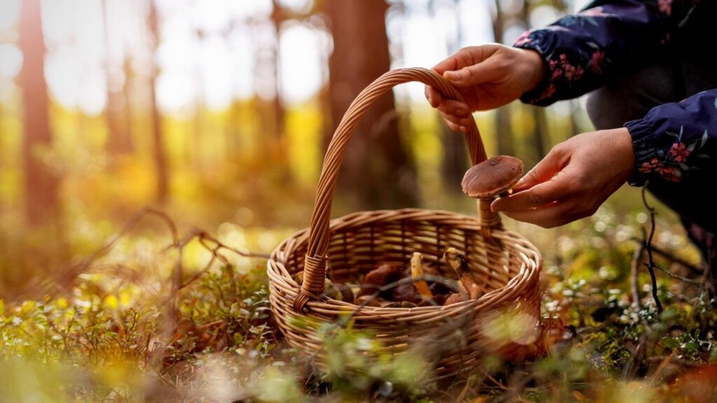 putting foraged mushrooms in basket