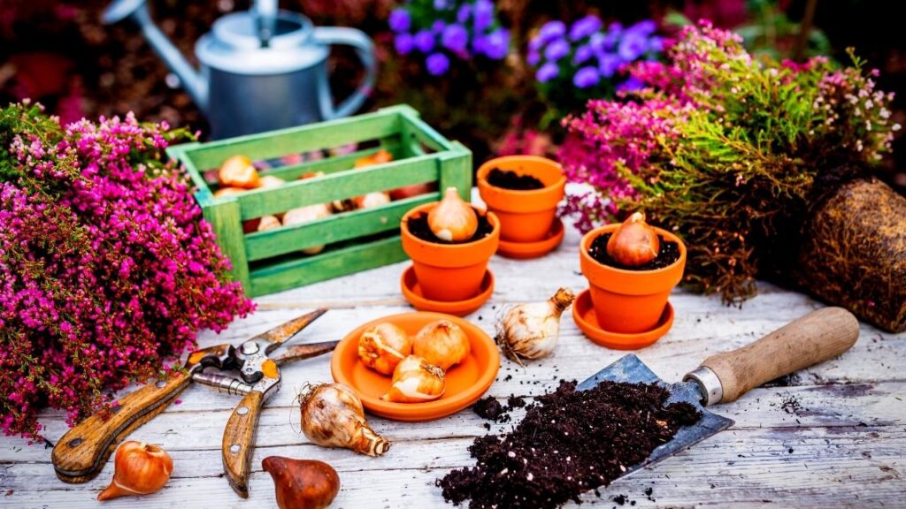 bulbs and garden accessories in pots on table