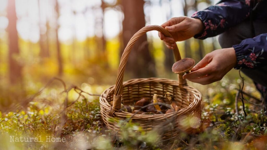 what is fall known for