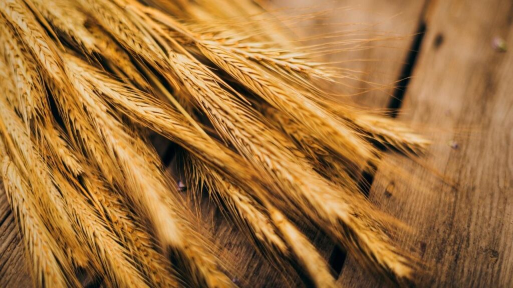 close up of wheat