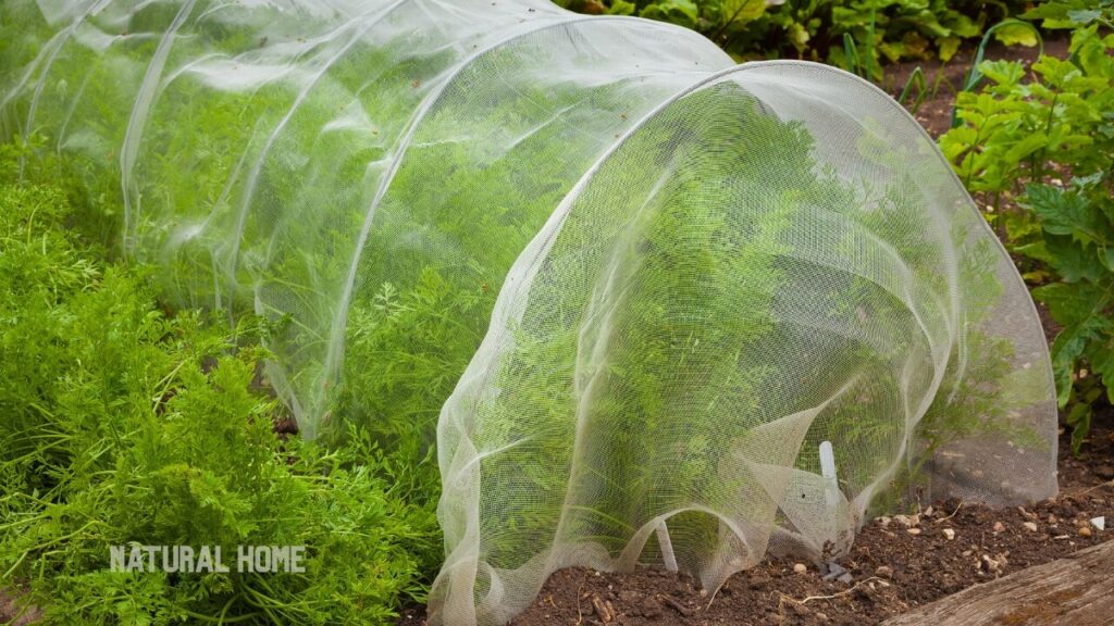 benefits of buying organic seeds