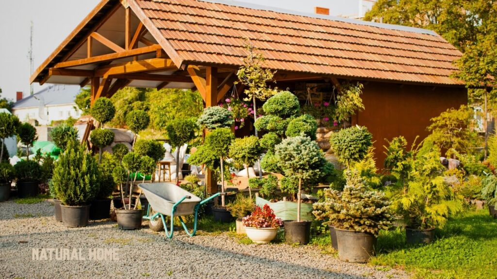 buying organic seeds