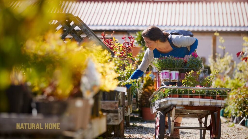 is organic seeds better