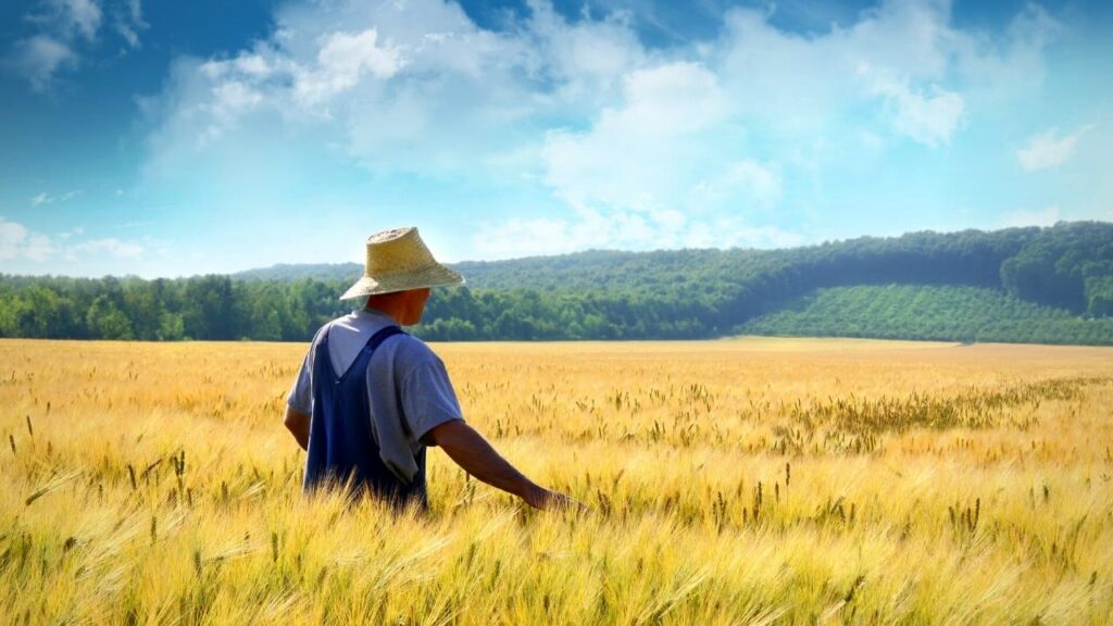 farmer standing in field of wheat