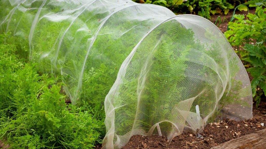 carrots growing under a cloche