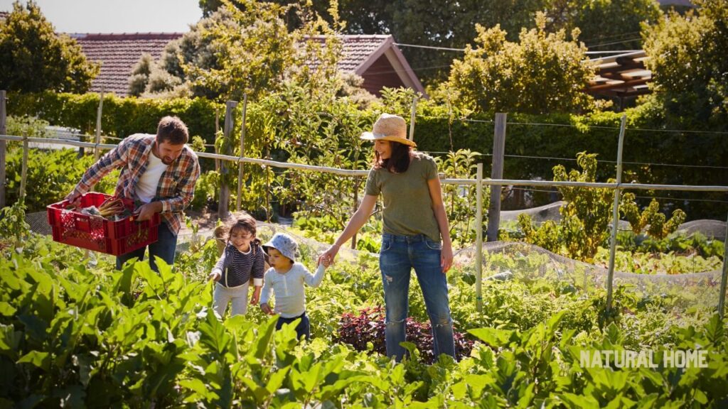 what is an organic seed