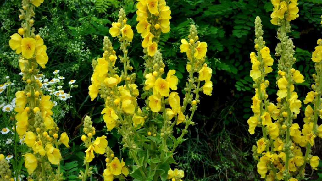 close up of yellow mullein plant