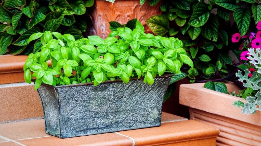 basil in grey planter