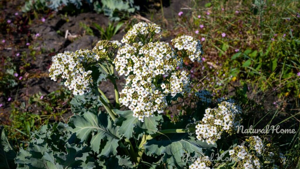 beach theme garden plants