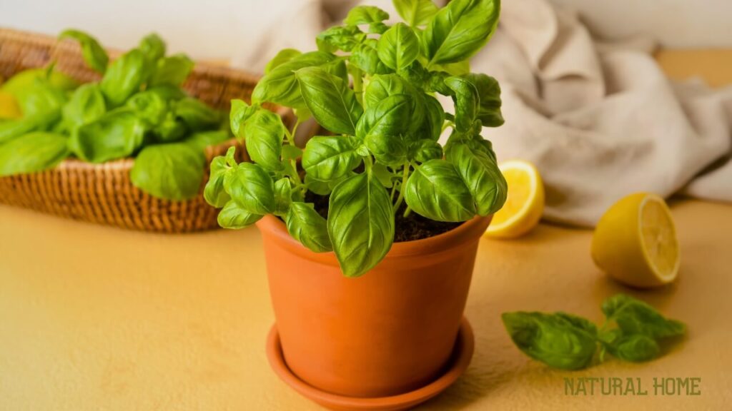 herbs good for juicing