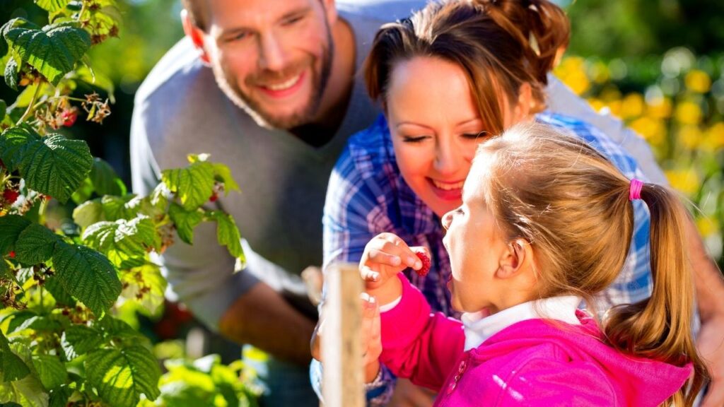 young girl tasting berry beside parents