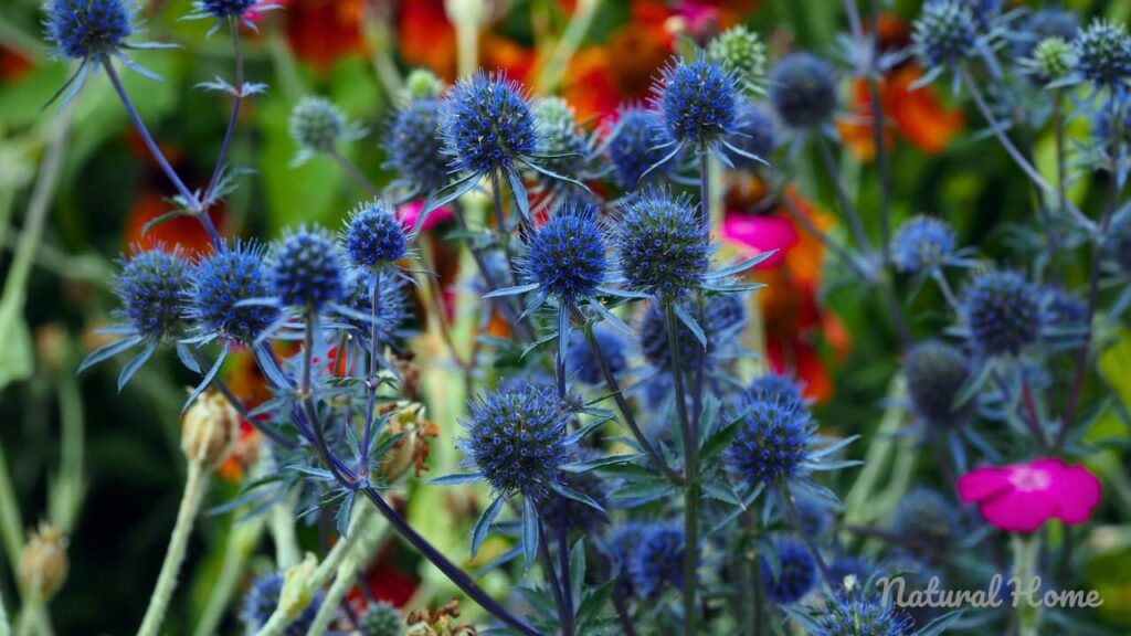 beach garden plants
