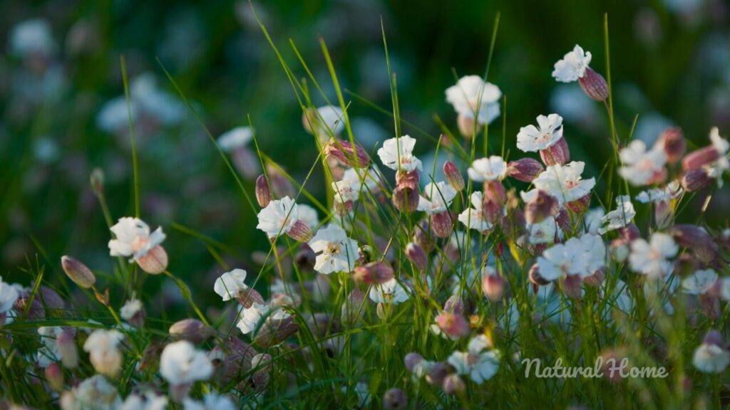 plants for coastal garden