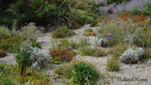 coastal garden plants