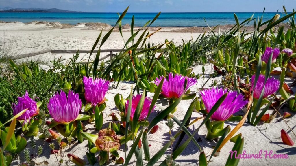 plants for coastal gardens