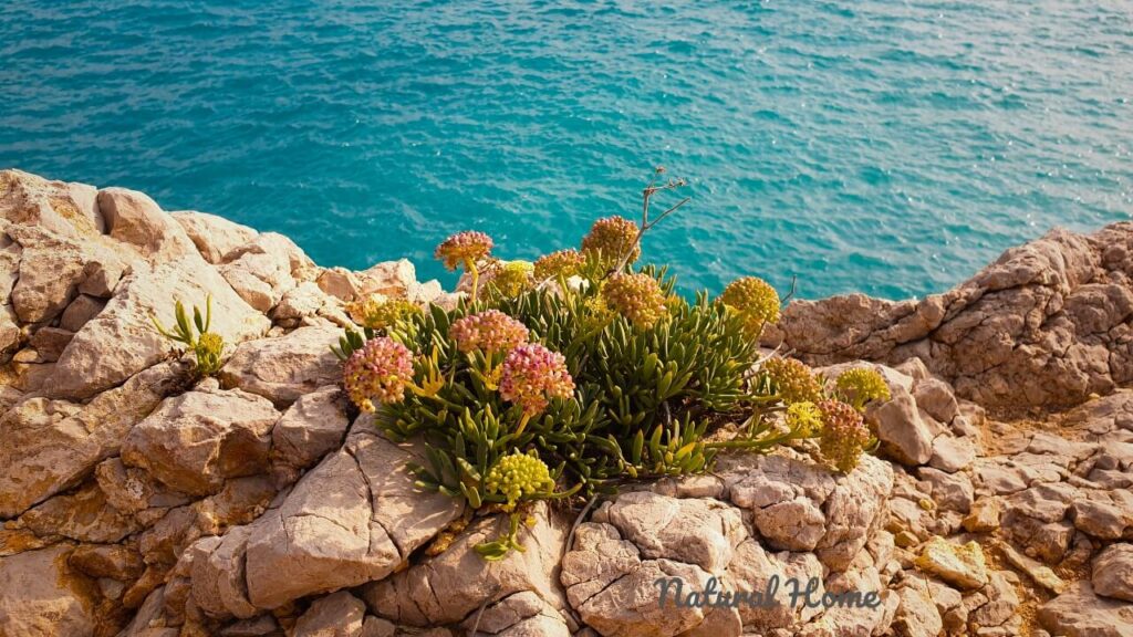 native coastal plants uk